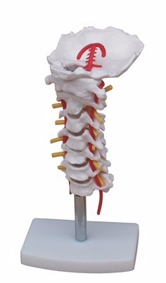 모델 벨트 자궁 경부 척추 자궁 경부 척추 모델